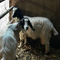 Disponibili becchi maltesi