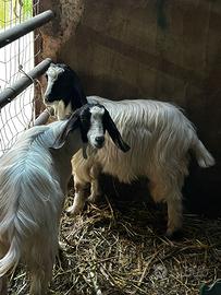 Disponibili becchi maltesi