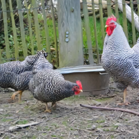 Galline ornamentali varie razze