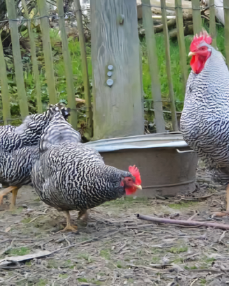 Galline ornamentali varie razze