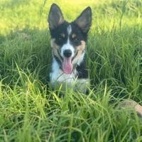 Border collie maschio