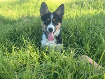 Border collie maschio