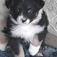 Cucciolo di pastore australiano