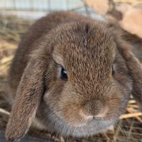 Coniglio ariete cucciolo