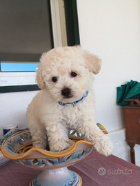 Maltipoo maschio morbidissimo