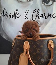 Barboncina mini toy linea asiatica