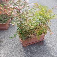 vaso grande  con 2 piante  di nandina