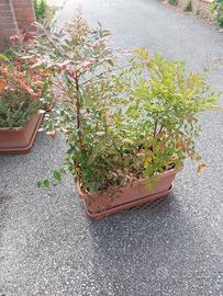 vaso grande  con 2 piante  di nandina