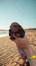 Cuccioli di bassotto alta genealogia