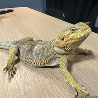 Drago barbuto di 3 anni