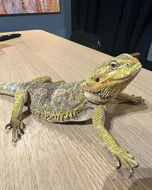 Drago barbuto di 3 anni