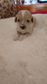 Maltipoo cuccioli