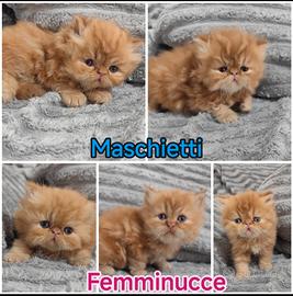 Cuccioli gatti persiani