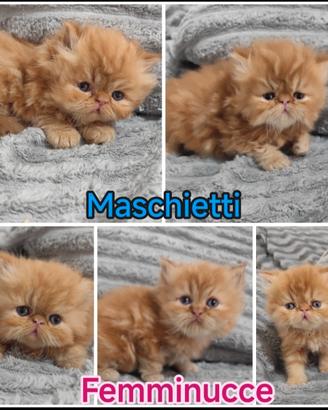 Cuccioli gatti persiani