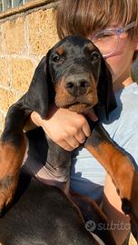 Dobermann cucciolo pagamento a rate senza interess