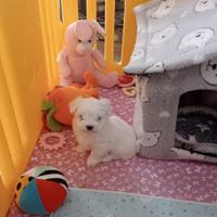 Maltese cucciolo con pedigree