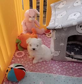 Maltese cucciolo con pedigree
