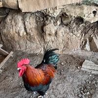 Gallo Marans e Amrock