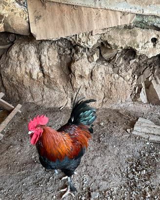 Gallo Marans e Amrock