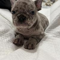 Bulldog francese