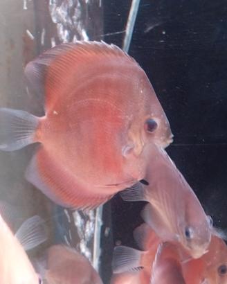 Discus Red cover
