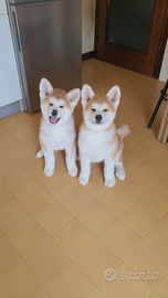 Cuccioli di Akita Inu