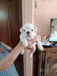 Bulldog