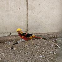 Ultimo Fagiano dorato