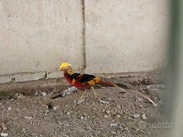 Ultimo Fagiano dorato