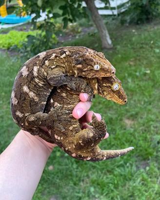 Geco. Gechi giganti. Rhacodactylus leachianus