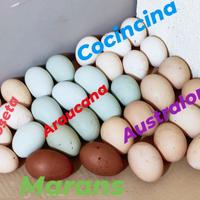 Varie razze di galline 2024