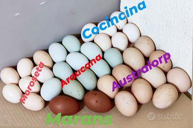 Varie razze di galline 2024