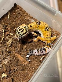 Geco Leopardino
