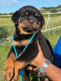 Cuccioli rottweiler con pedigree