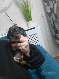 Bassotto arlecchino kaniken