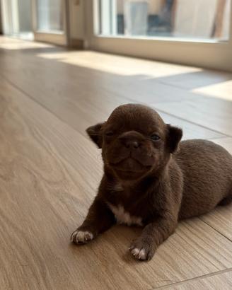 Chihuahua