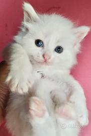 Cucciolo simil Siberiano ( maschio )
