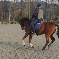 Cavallo spagnolo