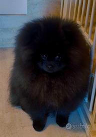 Spitz tedesco nano Pomerania