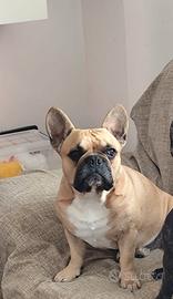 Bulldog francese per monta