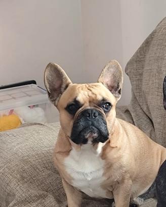 Bulldog francese per monta