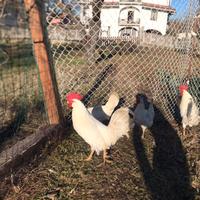 Gallo livornese bianco 9 mesi
