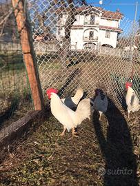 Gallo livornese bianco 9 mesi