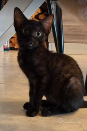 Gattina Bengal Black Melanistica