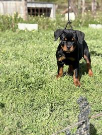 Cuccioli rottweiler pedigree