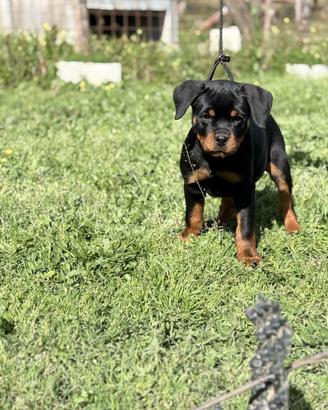 Cuccioli rottweiler pedigree