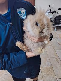 Conigli nani testa di leone