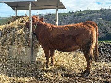 Torello/Manze/Mucche Limousine Biologiche