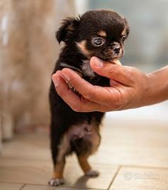 Cucciolo Chihuahua