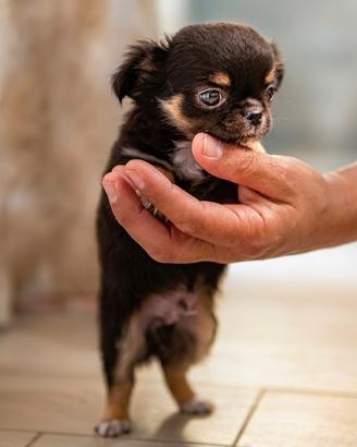 Cucciolo Chihuahua